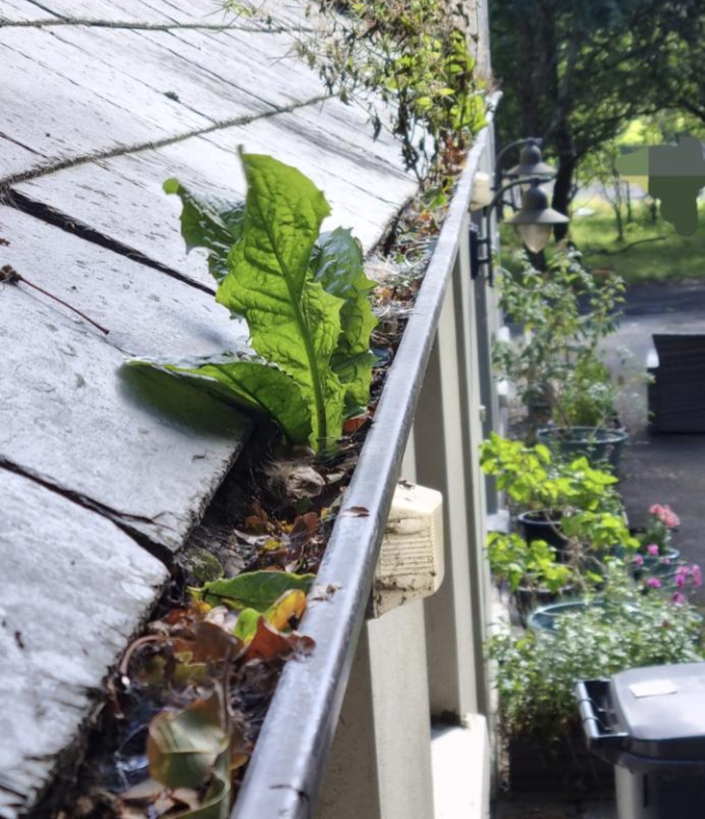 A plant growing out of a blocked gutter.
