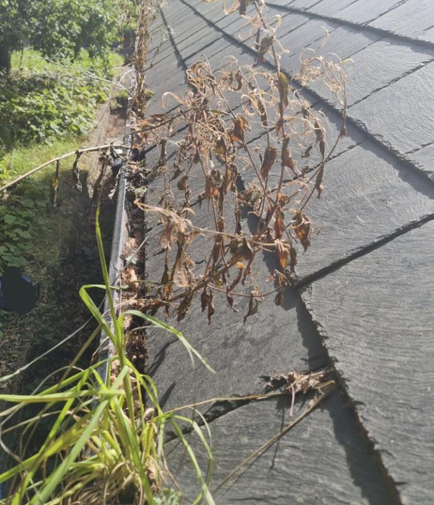 Weeds growing from a roof gutter.