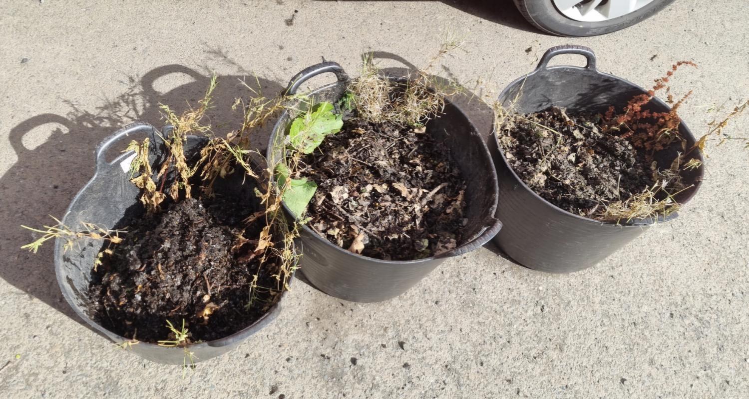 Three trugs of silt, moss and weeds taken from gutters.